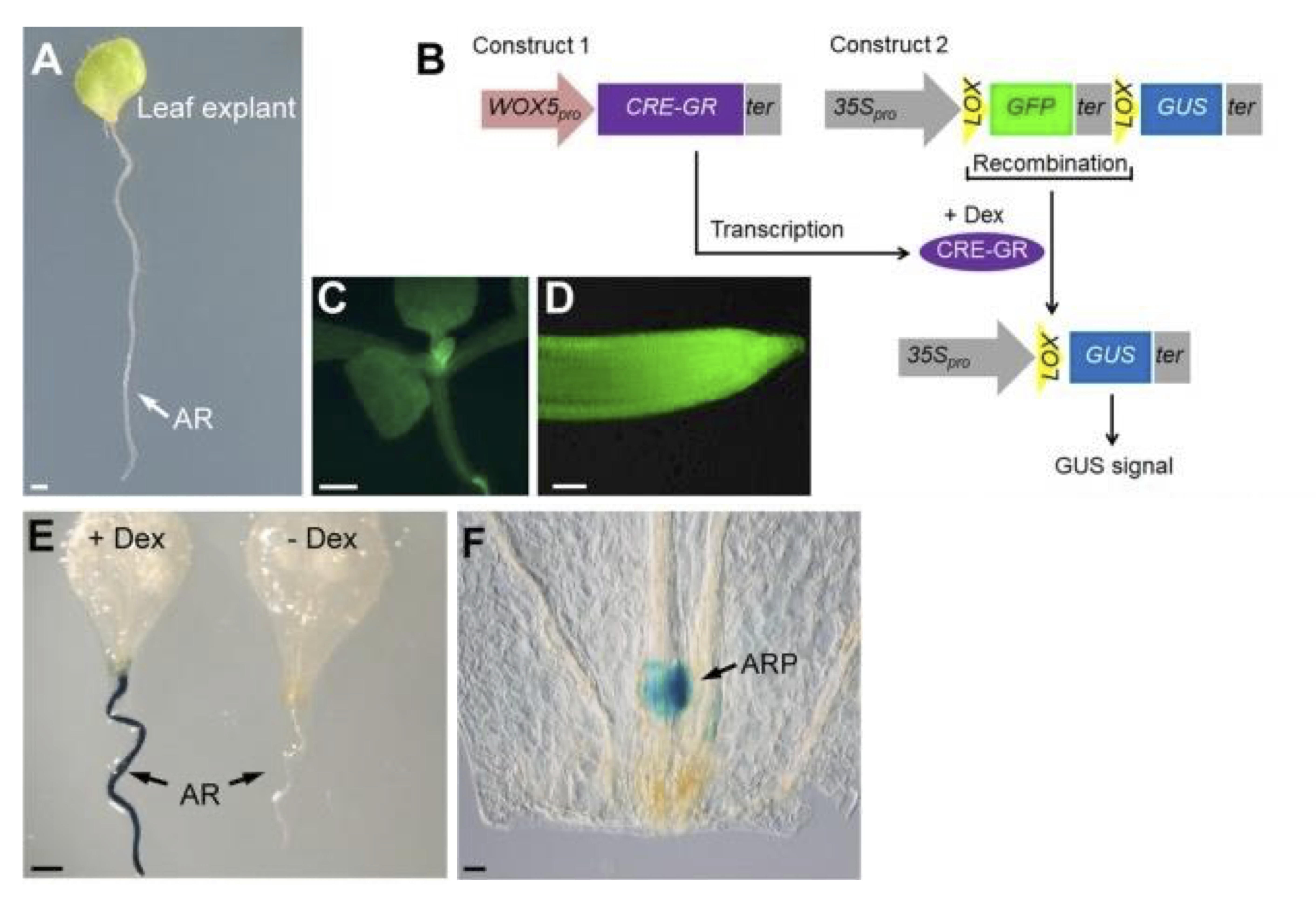 Results of a site-specific recombination experiment. Image description available.