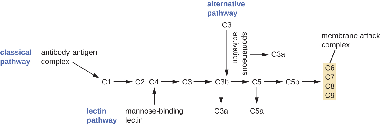 A diagram outlining the three complement pathways. At the top is the invading pathogen. Two antibodies bind to an antigen on the surface of the pathogen. C1 binds to the antigen-antibody complex. This is labeled the classic pathway. C1 causes C2 and C4 to be cut into two pieces. Parts of C2 and C4 bind together to form C3 convertase. The alternate pathway also leads to C3 convertase but does so directly. C3 convertase then cuts C3 in two and one of these binds to C3 convertase. The resulting enzyme is called C5 convertase. C5 convertase lyses C5 into two pieces. One of the C5 pieces joins other complement proteins (C6, C7, C8 and C9) to create a pore through the membrane of the invading cell. This pore kills the cell. Endogenous proteins on the host cell protect the host membrane from the complement proteins.