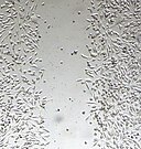 mindtouch.page#thumbnail