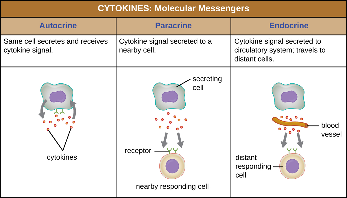 Cytokines are molecular messengers. In autocrine signaling the same cell secretes and receives cytokine signals. The diagram shows a single cell releasing molecules and having the molecules bind to receptors on its surface. In paracrine signaling cytokine signals are secreted to a nearby cell. The diagram shows a cell labeled secreting cell secreting cytokines. A nearby cell has receptors for the molecules. In endocrine signaling cytokine signals are secreted to the circulatory system and travel to distant cells. The diagram shows the secreting cell secreting cytokines; the cytokines then travel through a blood vessel and bind to receptors on a distant cell.