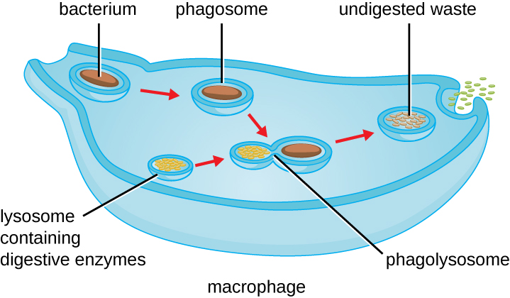 Pseudopods of the larger cell engulf a smaller cell labeled infectious bacterium. The resulting vesicle containing the bacterium is labeled phagosome. This fuses with a lysosome which contains digestive enzymes. The resulting vesicle is labeled phagolysosome. Exocytosis removes the remaining debris.