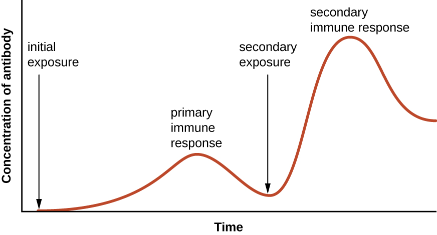 A graph with time on the X axis and concentration of antibody on the Y axis. The concentration is near 0 at the initial exposure and increases during the primary immune response. The concentration then drop back down but remains above the level at initial exposure. The secondary exposure increases the concentration of antibody to higher levels than the primary response. And even after dropping back down this count remains relatively high.