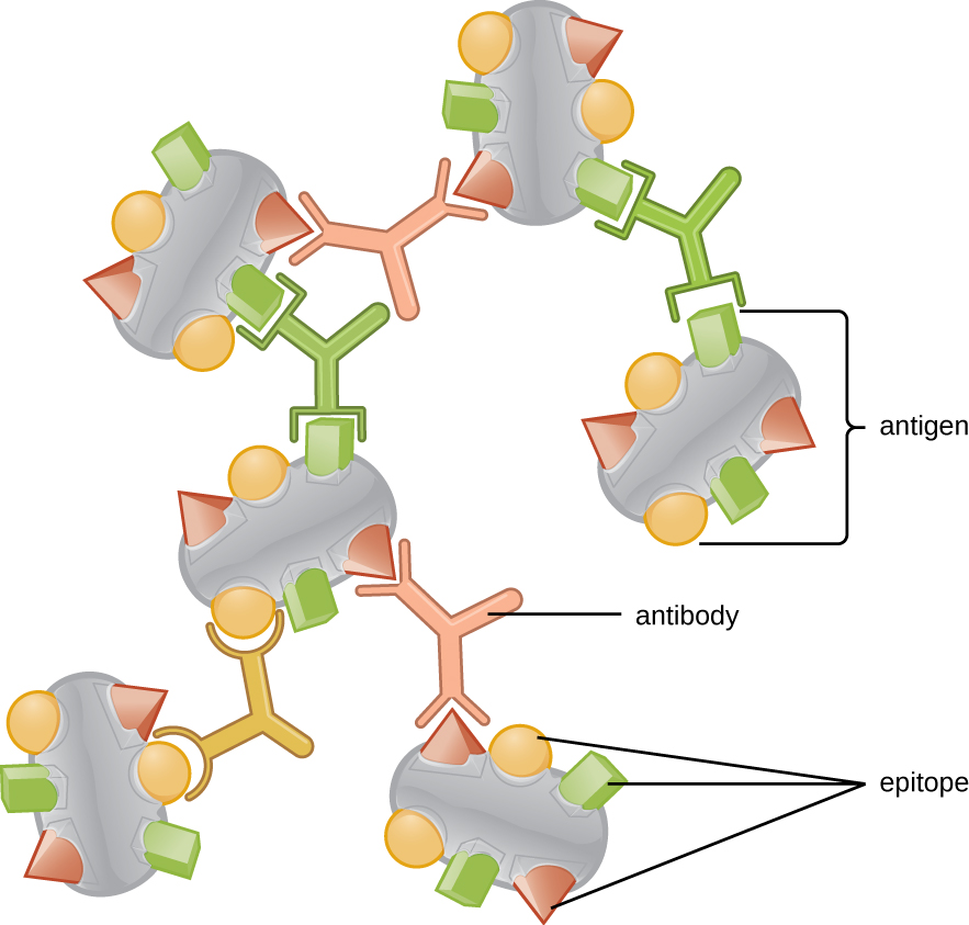 Many antigens (shown as large spheres) each with multiple shapes on the surface labeled epitopes. Different antibodies are shown each with a binding site specific to one of the epitopes.