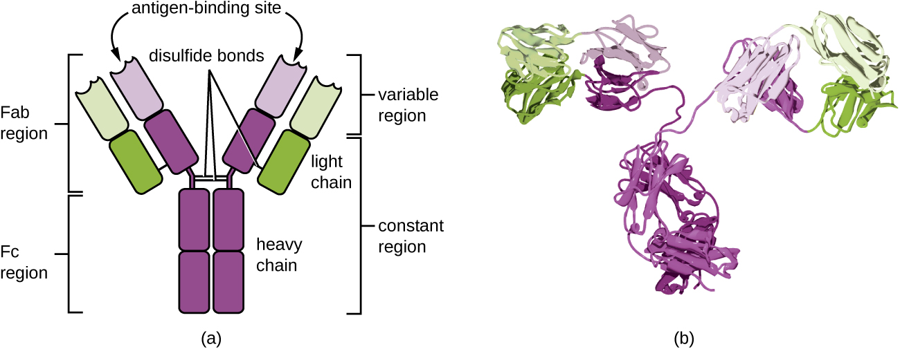 a) An antibody is a Y shape made of four strands. The two inner strands form the actual Y shape and are the heavy chains. The two light chains sit on the outsides of the top regions of the Y. The bottom portion of the Y (made of only heavy chains) is called the Fc Region. The Fc region along with half of the top portion of the Y (made of both light and heavy chains) is the constant regions. The variable region is the very tips of the Y and is made of both light and heavy chains. The antigen binding site is in the variable region. Disulfide bridges hold the antigen’s shape. B) a space filling model of the antigen.