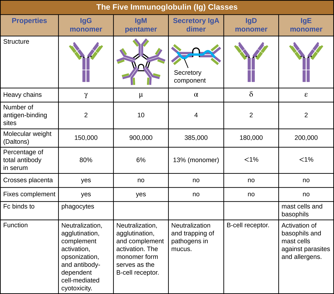 Table titled: The five immunoglobulin (Ig) classes. IgG monomer is a Y shaped molecule; the heavy chain is gamma, it has 2 antigen binding sites and a molecular weight of 150,000 daltons. It makes up 80% of the total antibodies in the serum. It crosses the placenta and fixes compliments and the Fc binds to phagocytes. It’s functions are: Neutralization, agglutination, complement activation, opsonization, and antibody-dependent cell-mediated cytotoxicity. IgM pentamer is 5 Y’s bound at their bases; the heavy chain is mu, it has 10 antigen binding sites and a molecular weight of 900,000 daltons. It makes up 6% of the total antibodies in the serum. It does not cross the placenta but does fix compliments and the Fc does not bind to a particular cell type. It’s functions are: Neutralization, agglutination, and complement activation. The monomer form serves as the B cell receptor. IgA dimer is 2 Y’s bound at their bases; the heavy chain is alpha, it has 4 antigen binding sites and a molecular weight of 385,000 daltons. It makes up 13% of the total antibodies in the serum. It does not cross the placenta nor fix compliments and the Fc does not bind to a particular cell type. It’s functions are: Neutralization and trapping of pathogens in mucus. IgD monomer is 1 Y; the heavy chain is delta, it has 2 antigen binding sites and a molecular weight of 180,000 daltons. It makes up <1% of the total antibodies in the serum. It does not cross the placenta nor fix compliments and the Fc does not bind to a particular cell type. It’s functions are: B cell receptors. IgE monomer is 1 Y; the heavy chain is epsilon, it has 2 antigen binding sites and a molecular weight of 200,000 daltons. It makes up <1% of the total antibodies in the serum. It does not cross the placenta nor fix compliments. The Fc binds to mast cells and basophils. It’s functions are: Activation of basophils and mast cells against parasites and allergens.