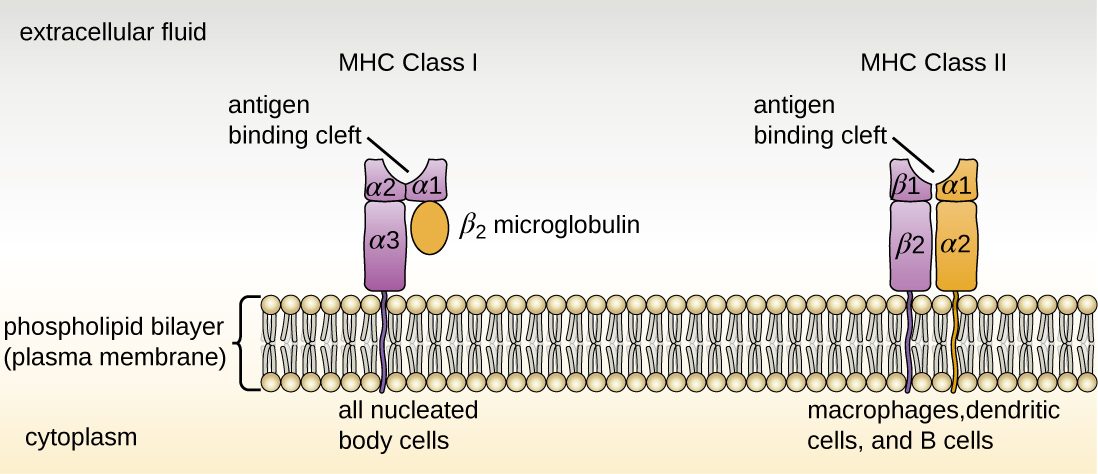 Drawing of a phospholipid bilayer (plasma membrane). An MHC Class I protein molecule is found in all nucleated body cells. It has a linear portion in the membrane and four portions on the outer side of the cell. One of these portions connects to the membrane spanning portion; two form the antigen binding site; and the fourth is labeled the Beta-2 microglobulin. MHC Class II protein molecules are found in lymphocytes and macrophages. This has two membrane spanning portions (each attached to a portion on the outside of the cell). The two portions attached to these form the antigen binding site.