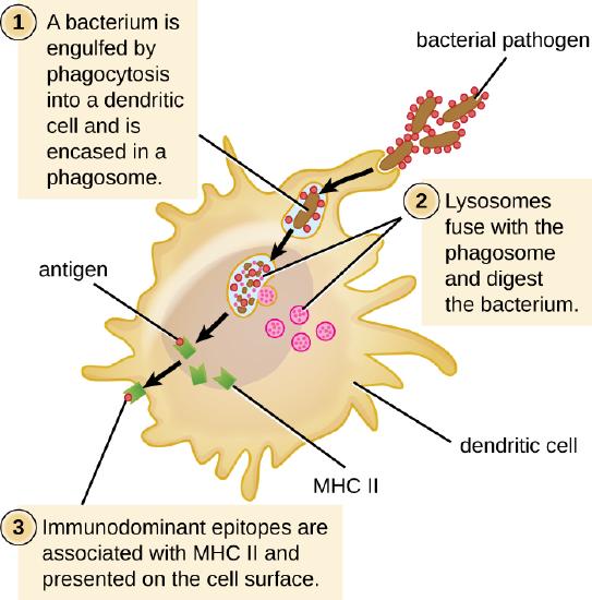 The process of phagocytosis. 1: A bacterium is engulfed by phagocytosis into a dendritic cell and is encased in a phagosome. 2: Lysosomes fuse with the phagosome and digest the bacterium. 3: Immunodominant epitopes are associated with MHC II and presented on the cell surface.