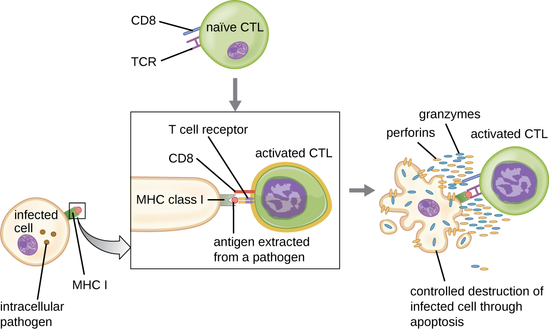 AA naïve Cytotoxid T cell has a T cell receptor and CD8. The T cell receptor binds to antigen extracted from a pathogen on the MHC class I of an infected pathogen. The CD8 stabilizes this reaction. This causes the activated CTL to release granzymes and perforins which result in the contolled destruction of the infected cell through apoptosis.