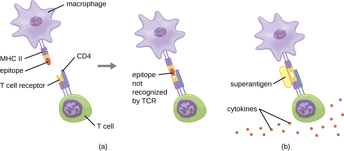 a) the T cell receptor on the T cell recognizes the epitope on the MHC II on the macrophage and binds. B) The T cell receptor binds even though it does not recognize the epitope because the superantigen is bound. Many dots labeled cytokines are present.