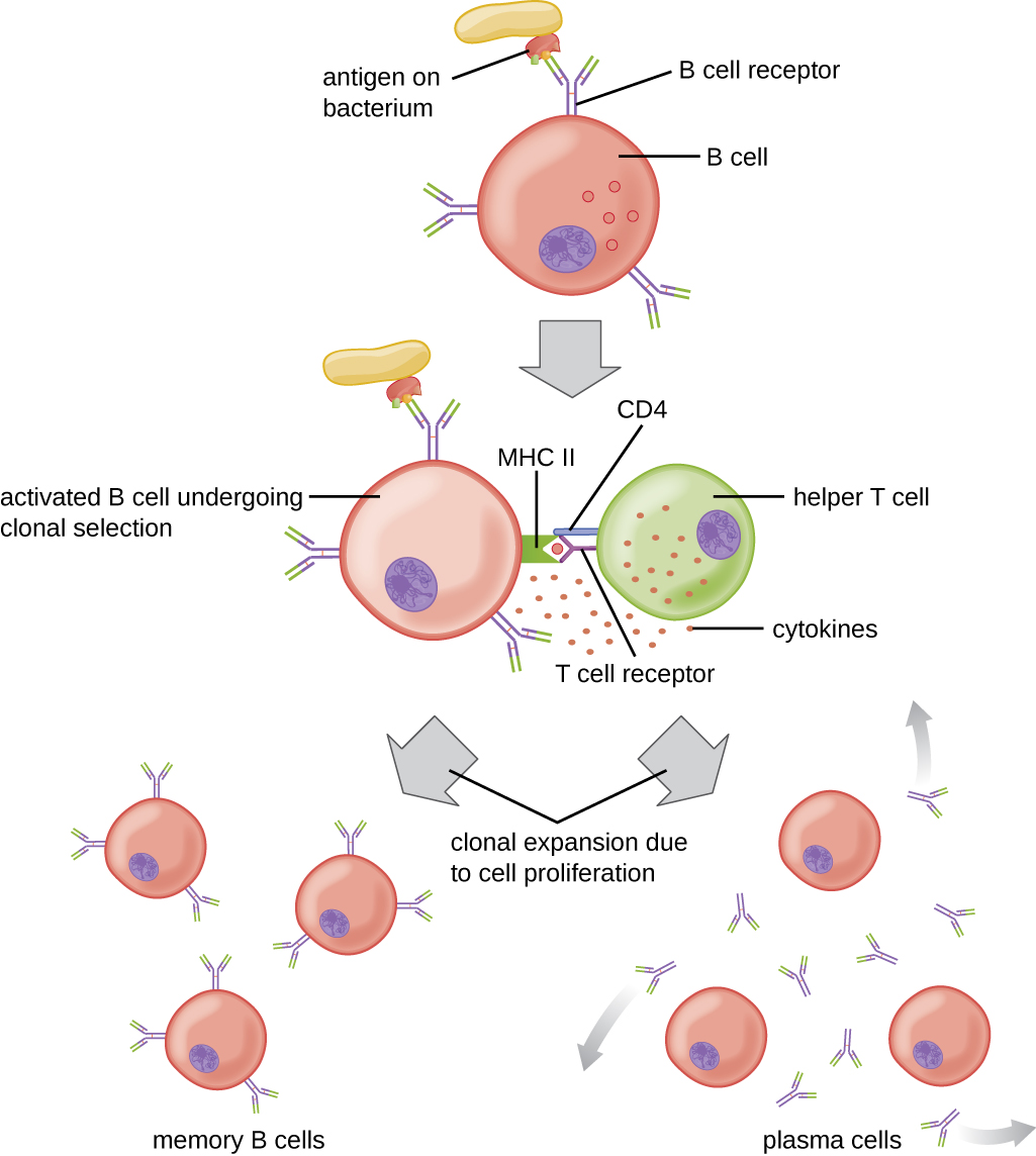 1: BCR interaction with antigen on intact pathogen. An antigen on the surface of a bacterium binds to the B cell receptor on the B cell. s: Antigen processing and presentation with MHC II. The antigen is on the MHC II. 3: Antigen presentation and activation of helper T cell. T cell receptor of helper T cell binds to antigen on MHCII. This is stabilized by CD4. Helper T releases cytokines. 4: Cytokines stimulate clonal proliferation and differentiation into memory B cells and antibody-secreting plasma cells.
