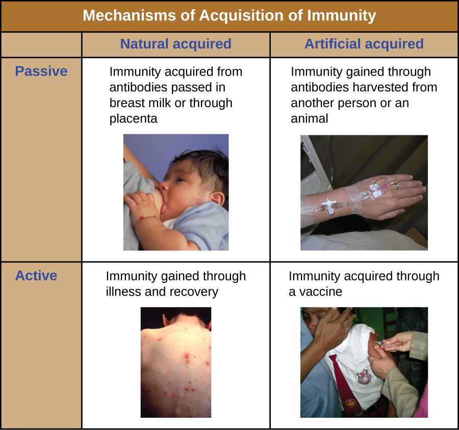 Table titled mechanism of Acquisition of Immunity. Passive and Natural: Immunity acquired from antibodies passed through breast milk or placenta. Passive and Artificial: Immunity gained through antibodies harvested from another animal. Active and Natural: Immunity Gained through illness and recovery. Active and Artificial: Immunity gained through a vaccine.