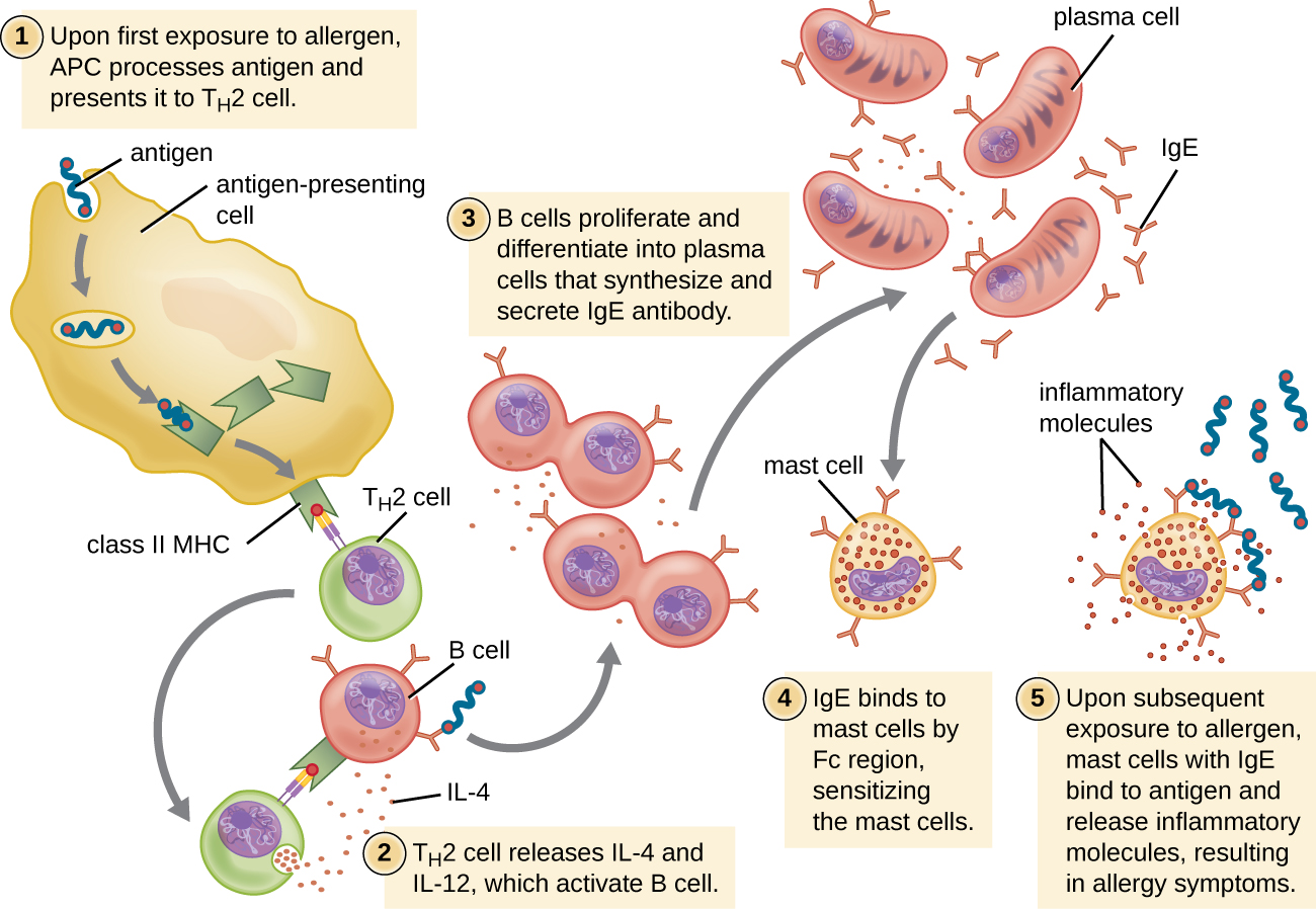 Drawing of TH2 cell response. 1: Upon first exposure to allergen, antigen presenting cell processes antigen and presents it to TH2 Cell. A large antigen presenting cell is shown engulfing an antigen which is attached to a Class II MHC inside the cell. This class II MHC is then placed on the surface with the antigen on the end of the MHC. The TH2 cell has a receptor that binds to the antigen on the MHC. 2: TH2 cell releases IL-2 and IL-4 which activates B cell. The TH2 cell has unbound from the Antigen presenting cell and binds to a B cell with the antigen on it’s MHC and antibodies. The TH2 cell then releases small dots. 3: B cells proliferate and differentiate into plasma cells that synthesize and secrete IgE antibody. B cell is shown dividing. These cells tehn become plasma cells which are larger and are producing many IgE 4: IgE binds to mast cells by Fc region, sensitizing the mast cells. Mast cell is shown with IgE bound to it. 5: Upon subsequent exposure to allergen, mast cells with IgE bind to antigen and release inflammatory molecules, resulting in allergy symptoms. Antigen is shown bound to mast cell and the mast cell is releasing little dots labeled inflammatory molecules.