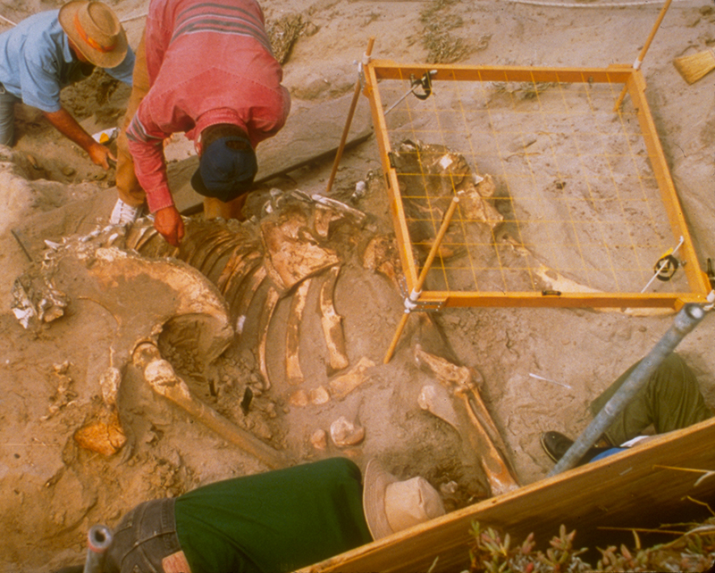 A foto mostra cientistas desenterrando um esqueleto de mamute.