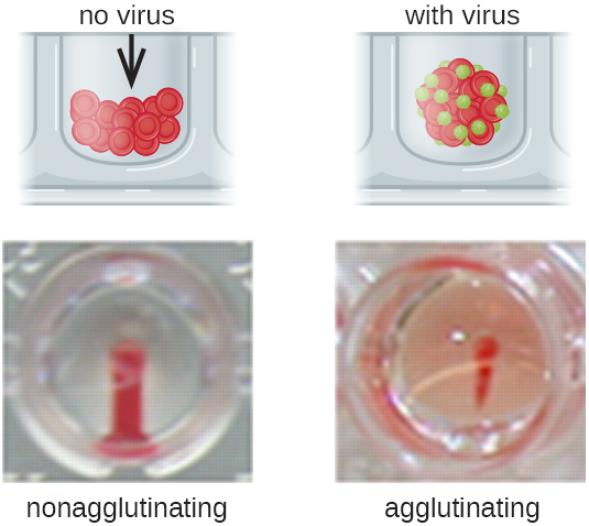 A photo of nonagglutination shows a red stripe. A diagram shows that without virus the cells from a compact pellet at the bottom of the well. A photo of agglutination shows a red spot and pink surrounding area. A diagram shows that the red blood cells and viruses form a clump.