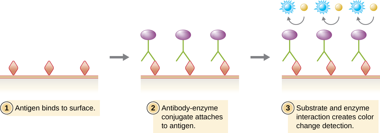 Viral antigens (drawn as diamonds) are attached to a surface. Antibodies (drawn as Y’s) with an enzyme conjugate (purple circle) attached to them bind to the viral antigens. A substrate (drawn as a blue circle) interacts with the enzyme on the antibody and changes color for detection.