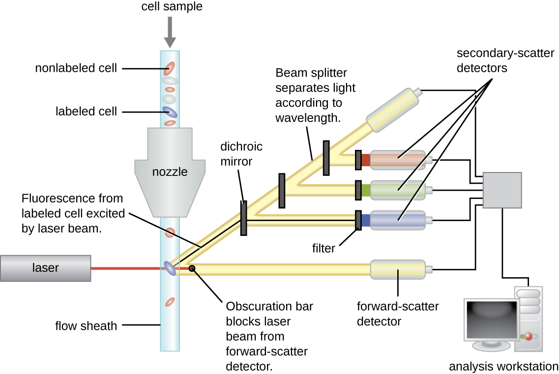A cell sample goes through a nozzle and is separated into a cell and a flow sheath in a tube on the other side. A laser hits this tube at a 90 degree angle and breaks off in two directions, one goes straight through and is labeled obscuration bar, the other at a 45 degree angle. There are 3 dichroic mirrors which break off and 3 filters. All 5 of the paths converge and are sent to an analysis workstation.