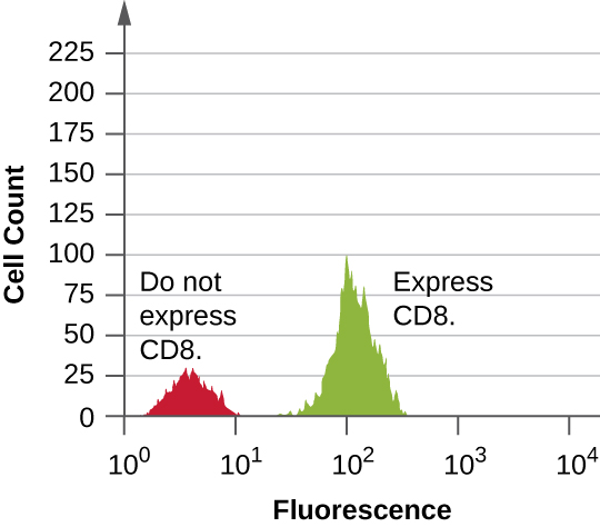 A graph with fluorescence on the X axis and Cell count on the Y axis. The first peak reaches approximately 30 and is labeled do not express CD8. The second peak reaches about 100 and is labeld do express CD8.