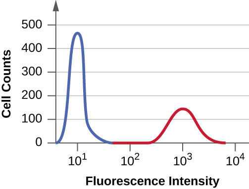 Una gráfica con intensidad de fluorescencia en el eje X y recuentos celulares en el eje Y. El primer pico alcanza los 450 y el segundo alcanza los 100.