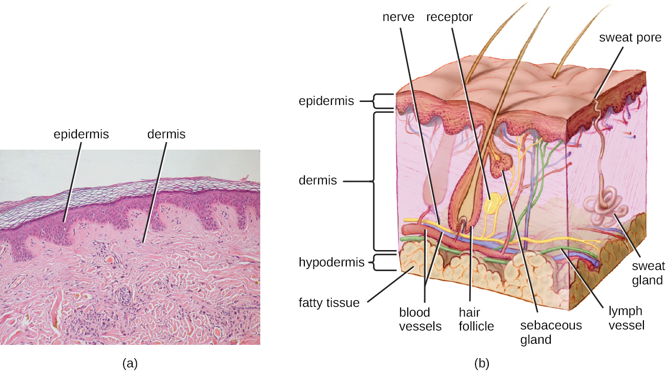a) Una micrografía de una gran dermis marcada con región rosa claro, una región rosa oscuro más delgada en la parte superior de esa epidermis etiquetada y una región delgada de células claras. La división entre la dermis y la epidermis es ondulada; con áreas donde una se proyecta hacia la otra. B) Un diagrama de piel. La capa superior es oscura y está etiquetada como epidermis. La siguiente capa es más ligera y mucho más gruesa; esta es la dermis. Dentro de la dermis hay folículos pilosos en forma de jarrón con pelos que sobresalen de la piel. Al lado del folículo piloso hay una glándula sebácea etiquetada con forma de jarrón más pequeña; esta se vacía en el espacio del folículo piloso. También hay formas enrolladas etiquetadas como receptor y una variedad de tubos largos etiquetados: nervio, vaso linfático y vasos sanguíneos. Una mancha enrollada está etiquetada como glándula sudoríparas; esto conduce a un tubo que se abre en la superficie llamado poro de sudor. Debajo de la dermis hay una capa amarilla de aspecto burbujeante etiquetada como tejido graso; esta es la hipodermis.