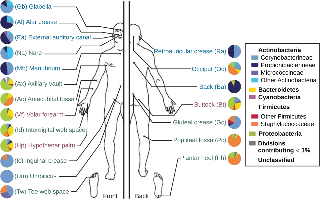 A diagram showing different regions of the body. Each region has a pie chart that shows which bacteria are most prevalent. The most common bacterium in each region: Glabella (corynebacterineae), Alar Crease (propionibacterineae), External auditory canal (propionibacterineae), Nare (other actinobacteria), manubrioum (propionibacterineae), Axillary vault (proteobacteria), antecubital fossa (proteobacteria), Volar forearm (proteobacteria), interdigital web space (proteobacteria), hypothenar palm (proteobacteria), inguinal crease (corynebacterineae), umbilicus (corynebacterineae), toe web space (corynebacterineae, , propionibacterineae, and staphylococcaceae), reticular crease (propionibacterineae), occiput (staphylococcaceae, back (propionibacterineae), buttock (proteobacteria), gluteal crease (corynebacterineae), popliteal fossa (staphylococcaceae), plantar heel (staphylococcaceae).  Second part of the image shows that different subjects have different bacterial percentages and that these percentages change over time.