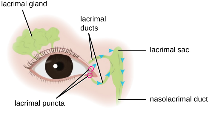 Diagrama de un ojo. Por encima del ojo se encuentra la glándula lagrimal. En el punto más cercano a la nariz se encuentran los puntajes y las trompas que conducen al saco lagrimal y al conducto nasolagrimal.