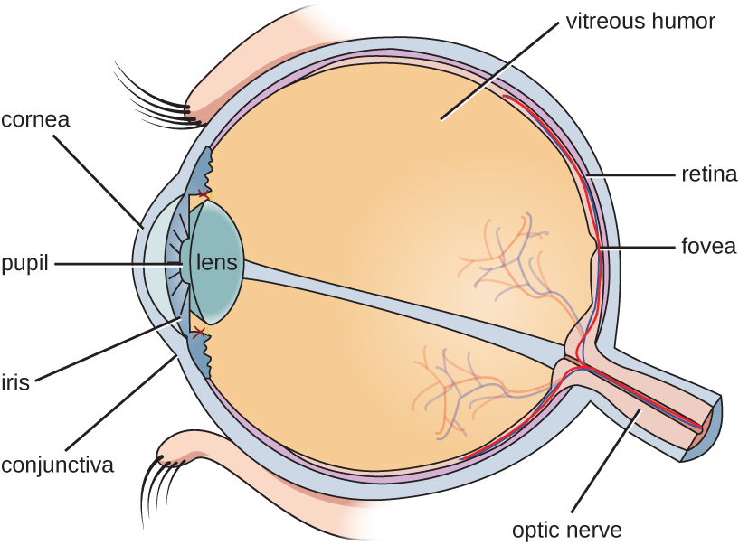Una sección transversal del ojo. El gran centro esférico es el humor vítreo. La capa que rodea esto es la retina. Una proyección fuera de la parte posterior del ojo es el nervio óptico. Una región en la retina justo por encima del nervio óptico es la fóvea. En la parte frontal del ojo está el cristalino. Frente a esto hay un espacio etiquetado pupila. La región coloreada alrededor de la pupila es el iris. La córnea es la cubierta frente al iris y la pupila. La conjuntiva es una membrana mucosa en el ojo.