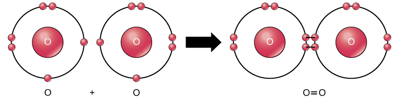 Dois átomos de oxigênio são mostrados lado a lado. Cada um tem seis elétrons de valência, dois que estão emparelhados e dois que não estão emparelhados. Uma seta indica que uma reação ocorre. Após a reação, os quatro elétrons não pareados se unem para formar uma ligação dupla. Essa ligação dupla também pode ser representada por um sinal de igual entre dois Os.