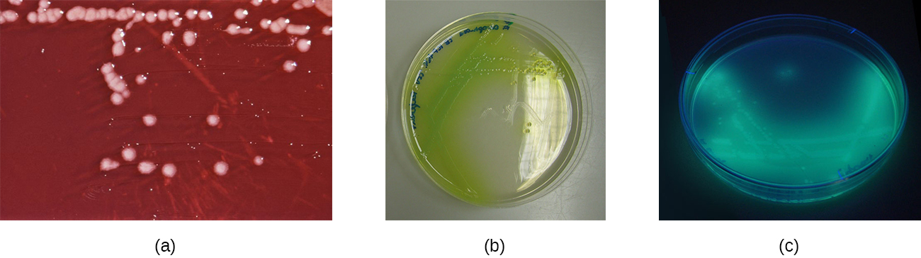 a) A red plate with white colonies. B) A clear plate with green colonies; the green extends past the colony. C) a dark plate with glowing colonies.