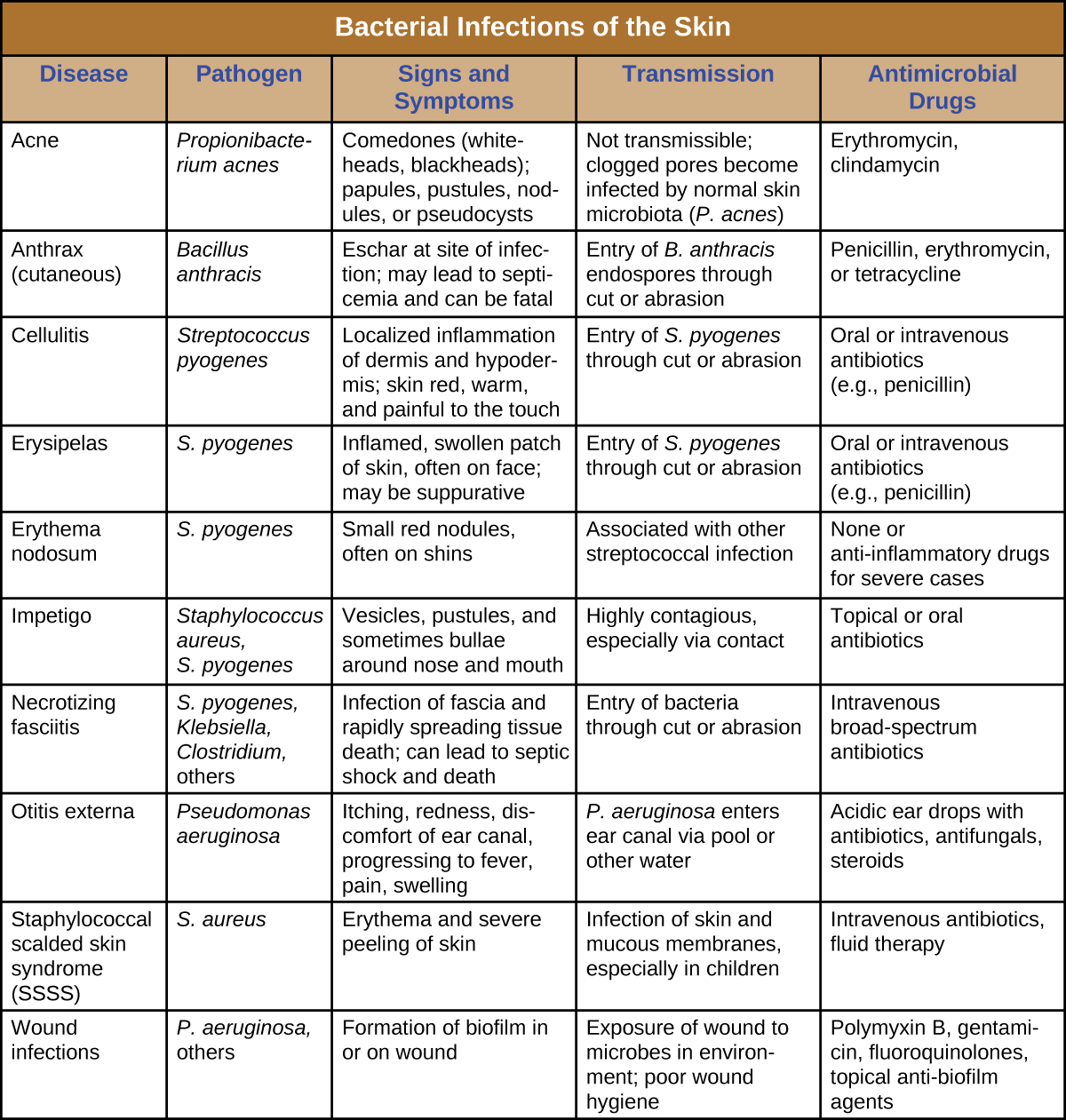 Table titled: Bacterial Infections of the Skin. Columns: Disease, Pathogen, Signs and Symptoms, Transmission, and Antimicrobial Drugs. Acne, Propionibacterium acnes, Comedones (whiteheads, blackheads); papules, pustules, nodules, or pseudocysts, Not transmissible; clogged pores become infected by normal skin microbiota (P. acnes), Erythromycin, clindamycin. Anthrax (cutaneous), Bacillus anthracis, Eschar at site of infection; may lead to septicemia and can be fatal, Entry of B. anthracis endospores through cut or abrasion, Penicillin, erythromycin, or tetracycline. Cellulitis, Streptococcus pyogenes, Localized inflammation of dermis and hypodermis; skin red, warm, and painful to the touch, Entry of S. pyogenes through cut or abrasion, Oral or intravenous antibiotics (e.g., penicillin). Erysipelas, S. pyogenes, Inflamed, swollen patch of skin, often on face; may be suppurative, Entry of S. pyogenes through cut or abrasion, Oral or intravenous antibiotics (e.g., penicillin). Erythema nodosum, S. pyogenes, Small red nodules, often on shins, Associated with other streptococcal infection, None or anti-inflammatory drugs for severe cases. Impetigo, Staphylococcus aureus, S. pyogenes, Vesicles, pustules, and sometimes bullae around nose and mouth, Highly contagious, especially via contact Topical or oral antibiotics. Necrotizing fasciitis, S. pyogenes, Klebsiella, Clostridium, others, Infection of fascia and rapidly spreading tissue death; can lead to septic shock and death, Entry of bacteria through cut or abrasion, Intravenous broad-spectrum antibiotics. Otitis externa, Pseudomonas aeruginosa, Itching, redness, discomfort of ear canal, progressing to fever, pain, swelling, P. aeruginosa enters ear canal via pool or other water, Acidic ear drops with antibiotics, antifungals, steroids. Staphylococcal scalded skin syndrome (SSSS), S. aureus, Erythema and severe peeling of skin Infection of skin and mucous membranes, especially in children, Intravenous antibiotics, fluid therapy. Wound infections, P. aeruginosa, others, Formation of biofilm in or on wound. Exposure of wound to microbes in environment; poor wound hygiene, Polymyxin B, gentamicin, fluoroquinolones, topical anti-biofilm agents.