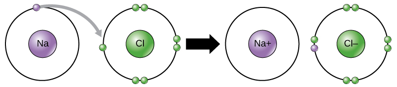 Um átomo de sódio e um de cloro estão lado a lado. O átomo de sódio tem um elétron de valência e o átomo de cloro tem sete. Seis dos elétrons do cloro formam pares na parte superior, inferior e direita da camada de valência. O sétimo elétron fica sozinho no lado esquerdo. O átomo de sódio transfere seu elétron de valência para a camada de valência do cloro, onde ele emparelha com o elétron esquerdo não pareado. Uma seta indica que uma reação ocorre. Depois que a reação ocorre, o sódio se torna um cátion com uma carga de mais um e uma camada de valência vazia, enquanto o cloro se torna um ânion com uma carga de menos um e uma camada de valência completa contendo oito elétrons.