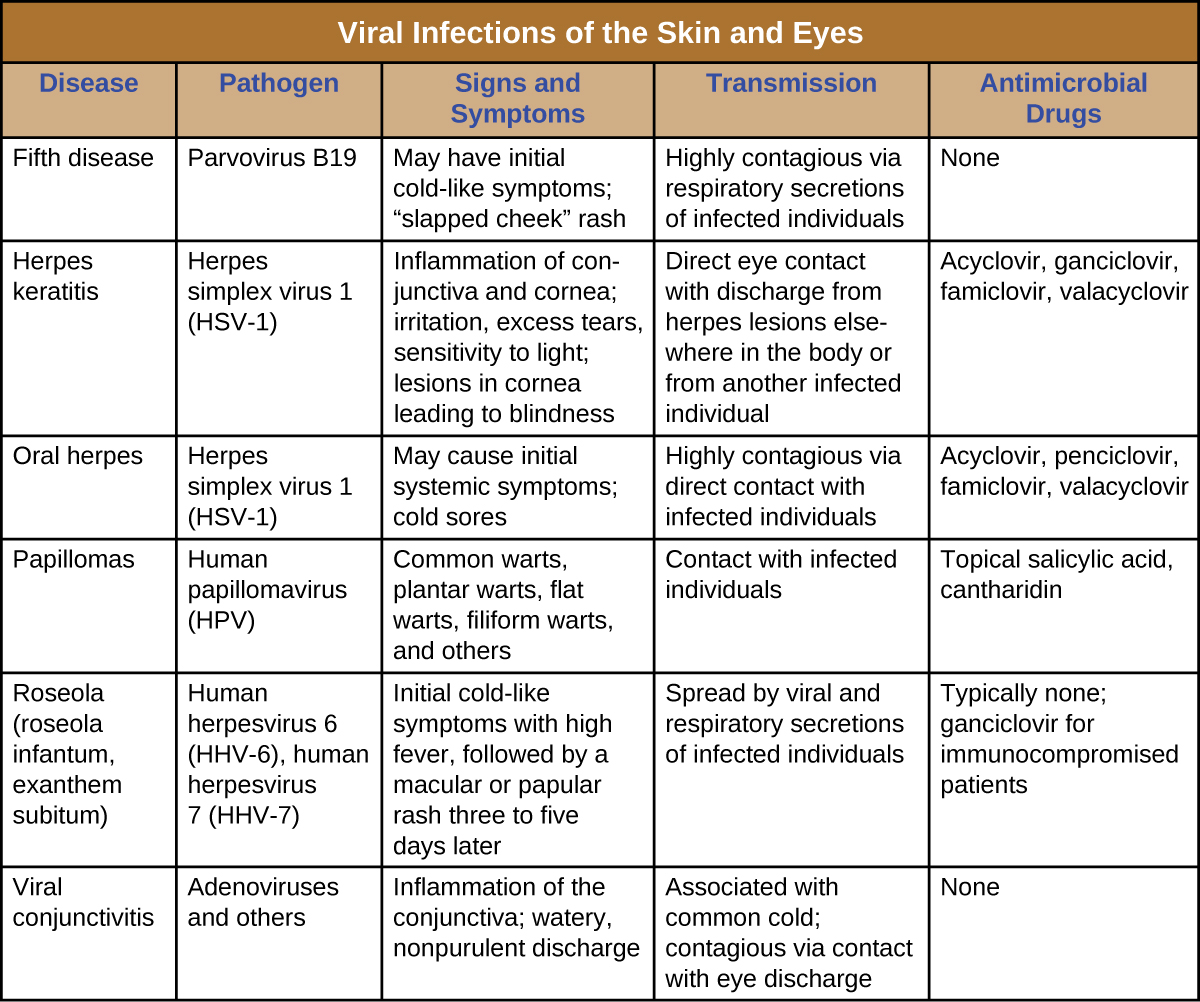 Table titled: Viral Infections of the Skin and Eyes. Columns: Disease, Pathogen, Signs and Symptoms, Transmission, Antimicrobial Drugs. Fifth disease, Parvovirus B19, May have initial cold-like symptoms; “slapped cheek” rash, Highly contagious via respiratory secretions of infected individuals, None. Herpes keratitis, Herpes simplex virus 1 (HSV-1), Inflammation of conjunctiva and cornea; irritation, excess tears, sensitivity to light; lesions in cornea leading to blindness, Direct eye contact with discharge from herpes lesions elsewhere in the body or from another infected individual, Acyclovir, ganciclovir, famiclovir, valacyclovir. Oral herpes Herpes simplex virus 1 (HSV-1), May cause initial systemic symptoms; cold sores, Highly contagious via direct contact with infected individuals, Acyclovir, penciclovir, famiclovir, valacyclovir. Papillomas, Human papillomavirus (HPV), Common warts, plantar warts, flat warts, filiform warts, and others, Contact with infected individuals, Topical salicylic acid, cantharidin. Roseola (roseola infantum, exanthem subitum), Human herpesvirus 6 (HHV-6), human herpesvirus 7 (HHV-7), Initial cold-like symptoms with high fever, followed by a macular rash three to five days later, Spread by viral and respiratory secretions of infected individuals, Typically none; ganciclovir for immunocompromised patients. Viral conjunctivitis, Adenoviruses and others, Inflammation of the conjunctiva; watery, nonpurulent discharge, Associated with common cold; contagious via contact with eye discharge, None.