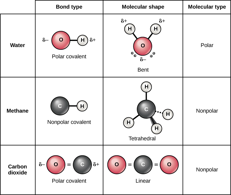 Tabla compara moléculas de agua, metano y dióxido de carbono. En el agua, el oxígeno tiene una atracción más fuerte sobre los electrones que el hidrógeno, lo que resulta en un enlace O-H covalente polar. De igual manera en el dióxido de carbono el oxígeno tiene una atracción más fuerte sobre los electrones que el carbono y el enlace es covalente polar. Sin embargo, el agua tiene una forma doblada porque dos pares solitarios de electrones empujan los átomos de hidrógeno juntos por lo que la molécula es polar. Por el contrario, el dióxido de carbono tiene dos dobles enlaces que se repelen entre sí, dando como resultado una forma lineal. Los enlaces polares en el dióxido de carbono se cancelan entre sí, dando como resultado una molécula no polar. En el metano, el enlace entre carbono e hidrógeno es no polar y la molécula es un tetraedro simétrico con hidrógenos espaciados lo más lejos posible en la esfera tridimensional. Dado que el metano es simétrico con enlaces no polares, es una molécula no polar.