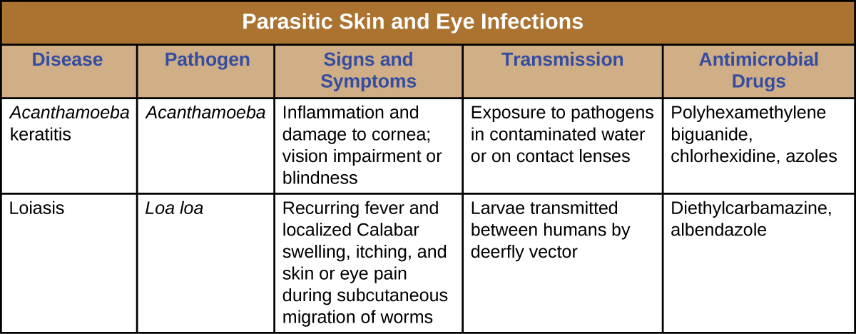 Table titled: Parasitic Skin and Eye Infections. Columns: Disease, Pathogen, Signs and Symptoms, Transmission, Antimicrobial Drugs. Acanthamoeba keratis, Acanthamoeba, Inflammation and damage to cornea; vision impairment or blindness, Exposure to pathogens in contaminated water or on contact lenses, Polyhexamethylene biguanide, chlorhexidine, azoles. Loiasis, Loa loa, Recurring fever and localized Calabar swelling, itching, and skin or eye pain during subcutaneous migration of worms, Larvae transmitted between humans by deerfly vector, Diethylcarbamazine, albendazole.