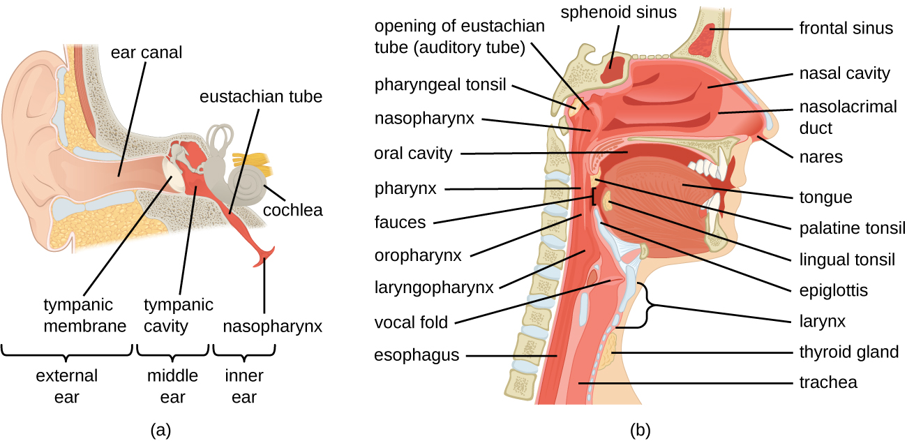 a) diagram of ear; a closeup shows the bones and membranes of the middle ear. The eardrum is a flat disk labeled tympanic membrane. Behind this is the tympanic cavity (middle ear) which contains the bones. A tube boing downward from the middle ear is labeled Eustachian tube (auditory tube). b) A diagram of a cross section of the head. Above the nose is a space in the bone labeled frontal sinus.  The space in the nose is the nasal cavity and a duct in the nose is the nasolacrimal duct. A space in the bone behind the nose is the sphenoid sinus. At the back of the nose is the opening of the Eustachian tube (auditory tube). Behind that is the pharyngeal tonsil. Below that is a tube labeled nasopharynx which becomes the pharynx which because the oropharynx (behind the mouth) which becomes the laryngopharynx, which becomes the esophagus. Vocal folds are found just beyond the laryngopharynx in the larynx a tube which becomes the trachea. The epiglottis is a flap the determines if material in the pharynx travels to the esophagus or the trachea because the mouth also leads to the pharynx. The mouth contains the tongue. Underneath the tongue is the lingual tonsil and at the back of the mouth is the palatine tonsil. At the very back of the mouth is the fauces. In front of the trachea is the thyroid gland.