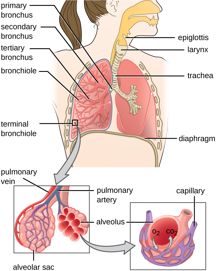 A drawA drawing of the lower respiratory system. The epiglottis is a flap that can allow material into the larynx. The larynx is a tube that leads to the trachea. The trachea branches to become the primary bronchi. These branch to become the secondary bronchi, these branch to become the tertiary bronchi. These branch to become the bronchioles. Terminal bronchioles end in clusters of balloon shapes called alveolar sacs. Each balloon shape is an alveolus. Thin, webbed capillaries cover the outside of the alveolus and are connected to pulmonary veins and pulmonary arteries. Oxygen from the alveolus travels into the capillary and carbon dioxide from the capillary travels into the alveolus. ing of the lower respiratory system. The epiglottis is a flap that can allow material into the larynx. The larynx is a tube that leads to the trachea. The trachea branches to become the primary bronchi. These branch to become the secondary bronchi, these branch to become the tertiary bronchi. These branch to become the bronchioles. Terminal bronchioles end in clusters of balloon shapes called alveolar sacs. Each balloon shape is an alveolus. Thin, webbed capillaries cover the outside of the alveolus and are connected to pulmonary veins and pulmonary arteries. Oxygen from the alveolus travels into the capillary and carbon dioxide from the capillary travels into the alveolus.