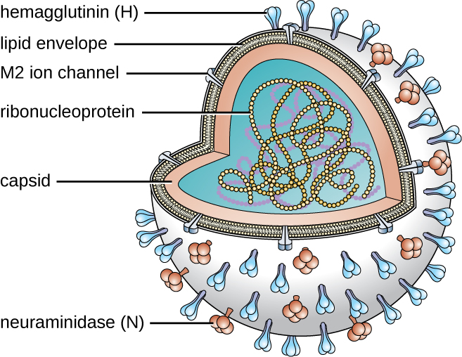 A sphere with strand of circles in the inside – this strand is labeled ribonucleoprotein. The outside of the sphere is made of 2 layers. The inner layer is the capsid. The outer layer is the lipid envelope. The lipid envelope has an M2 ion channel and two different surface components labeled hemagglutinin (H) and neuraminidase (N).