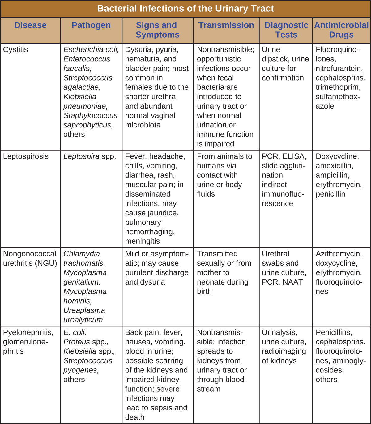 Table titled: Bacterial Infections of the Urinary Tract. Columns: Disease, Pathogen, Signs and Symptoms, Transmission, Diagnostic Tests, Antimicrobial Drugs. Disease - Cystitis; Escherichia coli, Enterococcus faecalis, Streptococcus agalactiae, Klebsiella pneumoniae, Staphylococcus saprophyticus, others; Dysuria, pyuria, hematuria, and bladder pain; most common in females due to the shorter urethra and abundant normal vaginal microbiota; Nontransmissible; opportunistic infections occur when fecal bacteria are introduced to urinary tract or when normal urination or immune function is impaired; Urine dipstick, urine culture for confirmation; Fluoroquinolones, nitrofurantoin, cephalosporins, trimethoprim, sulfamethoxazole. Disease - Leptospirosis; Leptospira spp.; Fever, headache, chills, vomiting, diarrhea, rash, muscular pain; in disseminated infections, may cause jaundice, pulmonary hemorrhaging, meningitis; From animals to humans via contact with urine or body fluids; PCR, ELISA, slide agglutination, indirect immunofluorescence; Doxycycline, amoxicillin, ampicillin, erythromycin, penicillin. Disease - Nongonococcal urethritis (NGU); Chlamydia trachomatis, Mycoplasma genitalium, Mycoplasma hominis, Ureaplasma urealyticum; Mild or asymptomatic; may cause purulent discharge and dysuria Transmitted sexually or from mother to neonate during birth; Urethral swabs and urine culture, PCR, NAAT; Azithromycin, doxycycline, erythromycin, fluoroquinolones. Disease Pyelonephritis, glomerulonephritis; E. coli, Proteus spp., Klebsiella spp., Streptococcus pyogenes, others; Back pain, fever, nausea, vomiting, blood in urine; possible scarring of the kidneys and impaired kidney function; severe infections may lead to sepsis and death; Nontransmissible; infection spreads to kidneys from urinary tract or through bloodstream; Urinalysis, urine culture, radioimaging of kidneys; Penicillins, cephalosporins, fluoroquinolones, aminoglycosides, others