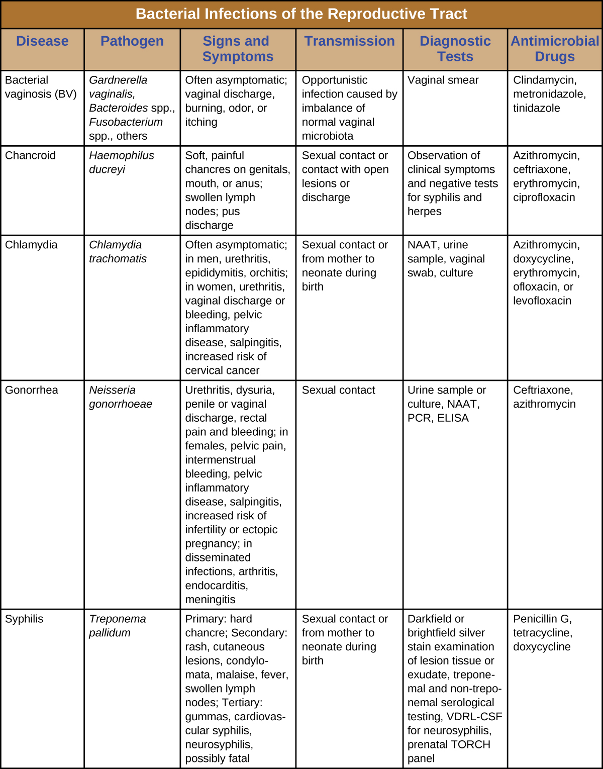 Table title: Bacterial Infections of the Reproductive Tract. Columns: Disease, Pathogen, Signs and Symptoms Transmission, Diagnostic Tests, Antimicrobial Drugs. Disease - Bacterial vaginosis (BV); Gardnerella vaginalis, Bacteroides spp., Fusobacterium spp., others; Often asymptomatic; vaginal discharge, burning, odor, or itching Opportunistic infection caused by imbalance of normal vaginal microbiota; Vaginal smear; Clindamycin, metronidazole, tinidazole. Disease – Chancroid; Haemophilus ducreyi; Soft, painful chancres on genitals, mouth, or anus; swollen lymph nodes; pus discharge; Sexual contact or contact with open lesions or discharge; Observation of clinical symptoms and negative tests for syphilis and herpes; Azithromycin, ceftriaxone, erythromycin, ciprofloxacin. Disease - Chlamydia ; Chlamydia trachomatis; Often asymptomatic; in men, urethritis, epididymitis, orchitis; in women, urethritis, vaginal discharge or bleeding, pelvic inflammatory disease, salpingitis, increased risk of cervical cancer ; Sexual contact or from mother to neonate during birth; NAAT, urine sample, vaginal swab, culture; Azithromycin, doxycycline, erythromycin, ofloxacin, or levofloxacin. Disease – Gonorrhea; Neisseria gonorrhoeae; Urethritis, dysuria, penile or vaginal discharge, rectal pain and bleeding; in females, pelvic pain, intermenstrual bleeding, pelvic inflammatory disease, salpingitis, increased risk of infertility or ectopic pregnancy; in disseminated infections, arthritis, endocarditis, meningitis; Sexual contact ; Urine sample or culture, NAAT, PCR, ELISA; Ceftriaxone, azithromycin. Syphilis; Treponema pallidum Primary: hard chancre; Secondary: rash, cutaneous lesions, condylomata, malaise, fever, swollen lymph nodes; Tertiary: gummas, cardiovascular syphilis, neurosyphilis, possibly fatal; Sexual contact or from mother to neonate during birth; Darkfield or brightfield silver stain examination of lesion tissue or exudate, treponemal and non-treponemal serological testing, VDRL-CSF for neurosyphilis, prenatal TORCH panel; Penicillin G, tetracycline, doxycycline.