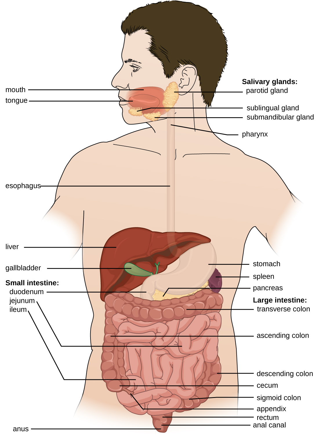 Diagram of the digestive system. The system begins with the mouth and tongue. There are salivary glands in this region: the sublingual gland is under the tongue, the submandibular gland is below the jaw and the parotid gland is in the very back of the mouth. The mouth leads to the pharynx (a tube) that leads to the esophagus, that leads to the stomach, that leads to the small intestines. The small intestine is divided into 3 regions: first is the duodenum, next is the jejunim and finally the ileum. This leads to the large intestines which is divided into  regions: first the cecum, then the ascending colon, then the transverse colon, then the descending colon, then the sigmoid colon, and finally the rectum, anal canal and anus.  The appendix is a small projection off the cecum. Also part of the digestive system is the large liver (above and to the right of the stomach), the gallbladder (a small sac under the liver), the pancrease (a structure below and behind the stomach) and the spleen (a structure below and to the left of the stomach).