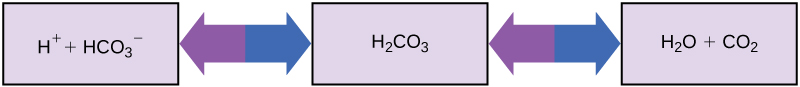 يمكن لجزيء H2O أن يتحد مع جزيء CO2 لتكوين H2CO3 أو حمض الكربونك. قد ينفصل البروتون عن H2CO3، مكونًا البيكربونات، أو HCO3-، في هذه العملية. يمكن عكس التفاعل بحيث إذا تمت إضافة الحمض البروتونات مع البيكربونات لتكوين حمض الكربونك.