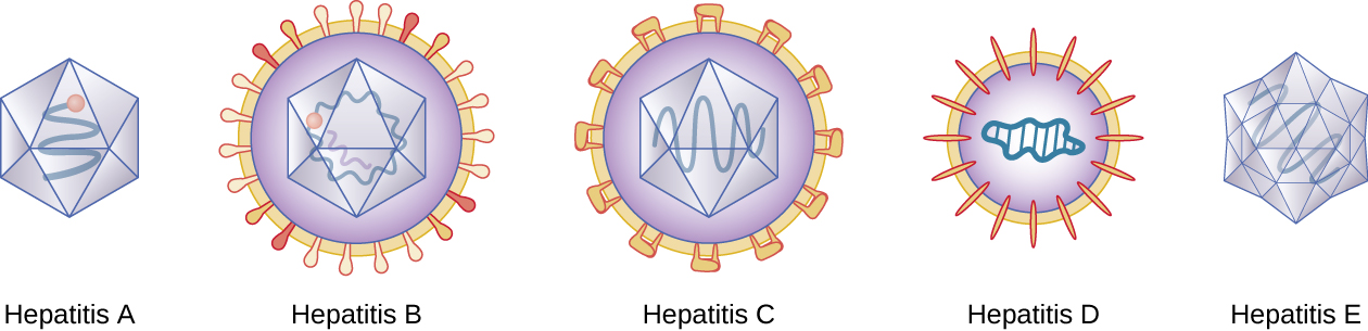 Hepatitis A is a polyhedron with a single strand inside. Hepatitis B is a polyhedron with 2 strands inside and a layer outside with bulb-shaped studs in it. Hepatitis C is a polyhedron with a single strand inside and a layer outside that has studs rectangular studs. Hepatitis D is a sphere with a wavy circle in the center and an outer layer with oval studs. Hepatitis E is a more complex polyhedron with a single strand inside.