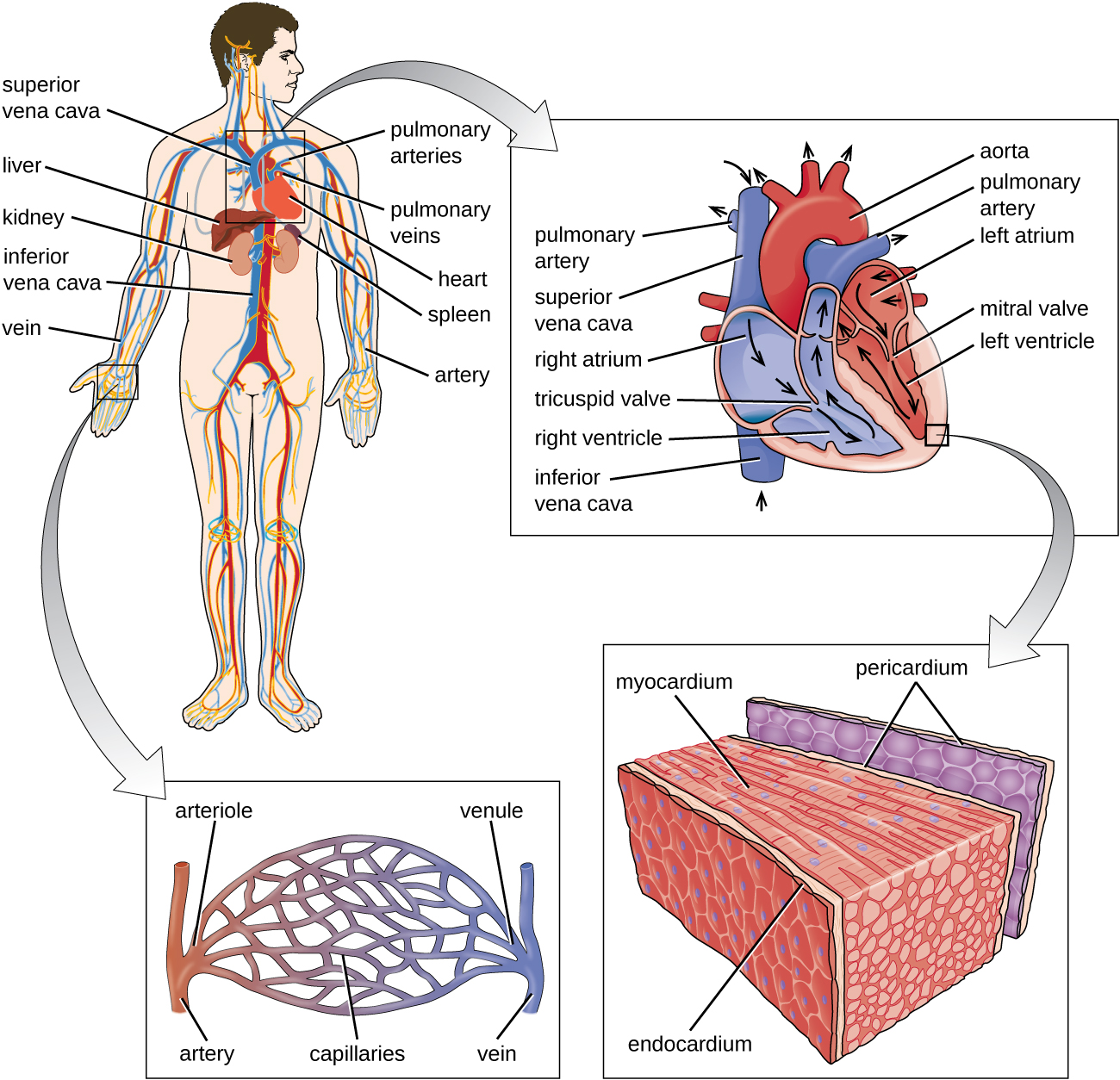 a) Diagram of the circulatory system. Blood from the lower part of the body travels to the heart in the inferior vena cava. Blood from the upper part of the body travels to the heart in the superior vena cava. The pulmonary artery travels from the heart to the lungs and the pulmonary vein travels from the lungs to the heart. B) A diagram of the heart showing the flow of blood. Beginning in the superior and inferior vena cavas, blood travels to the right atrium, through the tricuspid valve, to the right ventricle and out the pulmonary artery. The image does not follow the pulmonary artery. From the pulmonary vein blood travels to the left atrium, through the mitral valve, to the left ventricle and out the aorta.  C) The layers of the heart. The Pericardium is the outer layer. The myocardium is the thick middle layer. The endocardium is the inner layer.