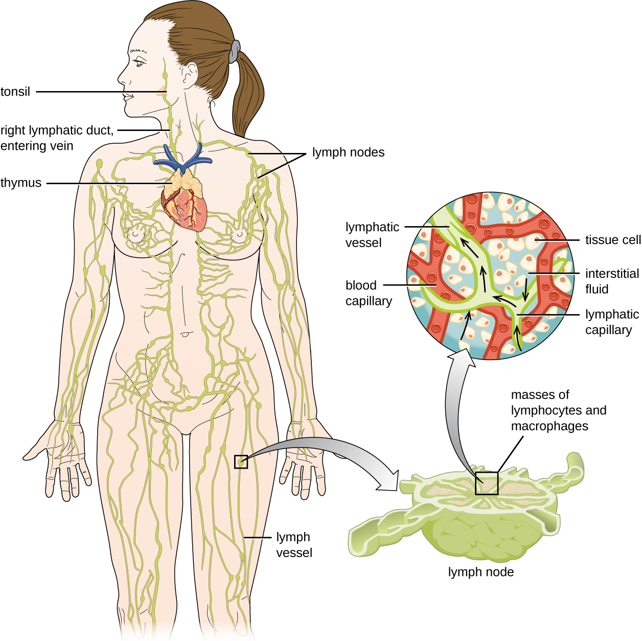 Diagram of the lymphatic system. Lymph notes are swellings on tubes (called lymph vessels) that travel throughout the body. The right lymphatic duct and entering vein are in the neck. A tonsil is a swelling on the lymph vessel in the mouth. The thymus is a lumpy structure on the heart. A close-up of a lymph node shows a roundish structure with many tubes attached to it. The central area has a box labeled “masses of lymphocytes and macrophages”. A close-up of this area shows tissue cells in the background with a blood capillary network. Lymph vessels run between the  blood capillary network. Lymphatic capillaries are the ends of the lymph vessels. Fluid from around the cells (called interstitial fluid) enters the lymphatic capillaries and travels through the lymphatic vessels.