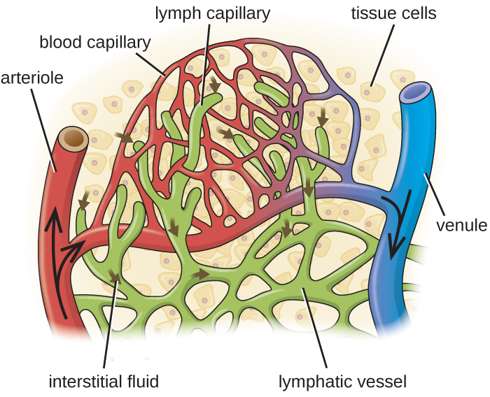 Blood enters the capillaries from an arteriole (red) and leaves through venules (blue). Interstitial fluids may drain into the lymph capillaries (green) and proceed to lymph nodes. A close-up of tissue cells in interstitial fluid. An arteriole and a venule are connected by a network of capillaries. Lymphatic vessels are also a network  in this region and end in lymph capillarie.
