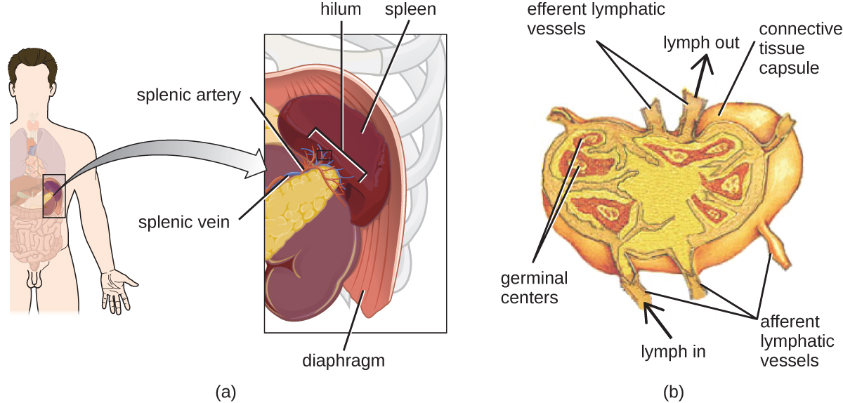 a) A diagram showing that the spleen is found at the end of the pancreas just under the diaphragm. The part closest to the pancreas is the hilium and contains the splenic artery and vein. B) a close-up of the spleen. Afferent lymphatic vessels are tubes that bring material in. Efferent lymphatic vessels are tubes that take material out of the spleen. Connective tissue forms a capsule around the outside; and a space under the capsule is labeled subcapsular sinus. The cortex of the spleen is the outer layer. And trabeculae are regions of cortex that fold in towards the center. Germinal centers are red structures in the cortex.
