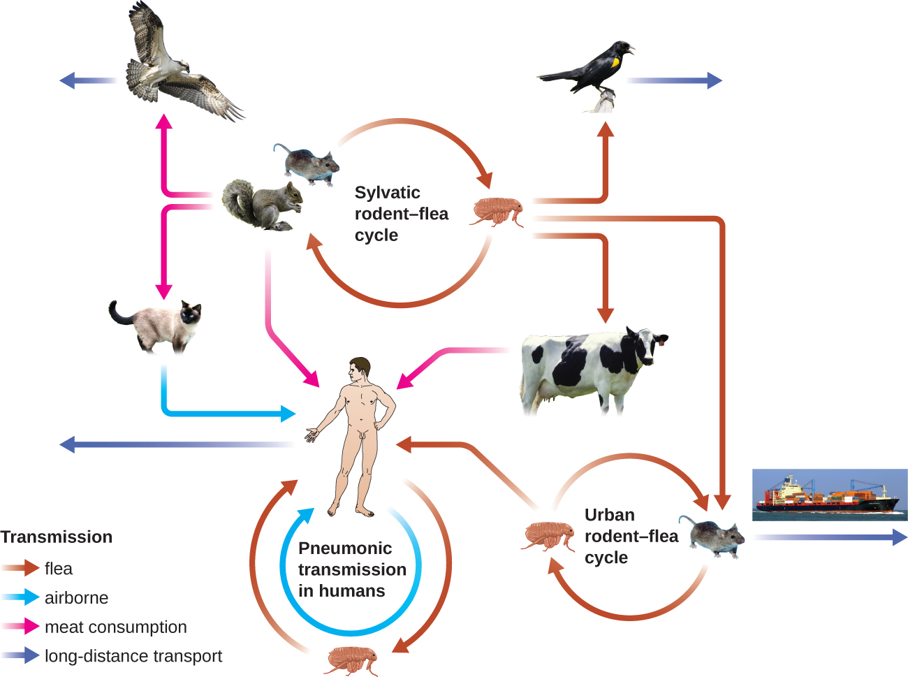 Diagram of plague transmission. The sylvantic rodent-flea cycle is when rodents (such as squirrels and chipmunks) and fleas transmit the pathogen to each other. Fleas and rodents can also transmit the pathogen to birds, which can carry the pathogen long distances. Fleas can also transmit to cows, which can then transmit to humans. Fleas can also transmit to rodents,  which are involved in long-distance transport if the travel on a boat. The urban rodent-flea cycle is when urban rodents (such as mice) and fleas transmit the pathogen to each other. Fleas can infect humans. Pneumonic transmission in humans is when one human transmits to another via the airborne route. Humans can carry the pathogen long distances when they travel. The squirrels and chipmunks in the sylvatic cycle can also transmit to humans; or they can transmit to cats which can then transmit to humans.