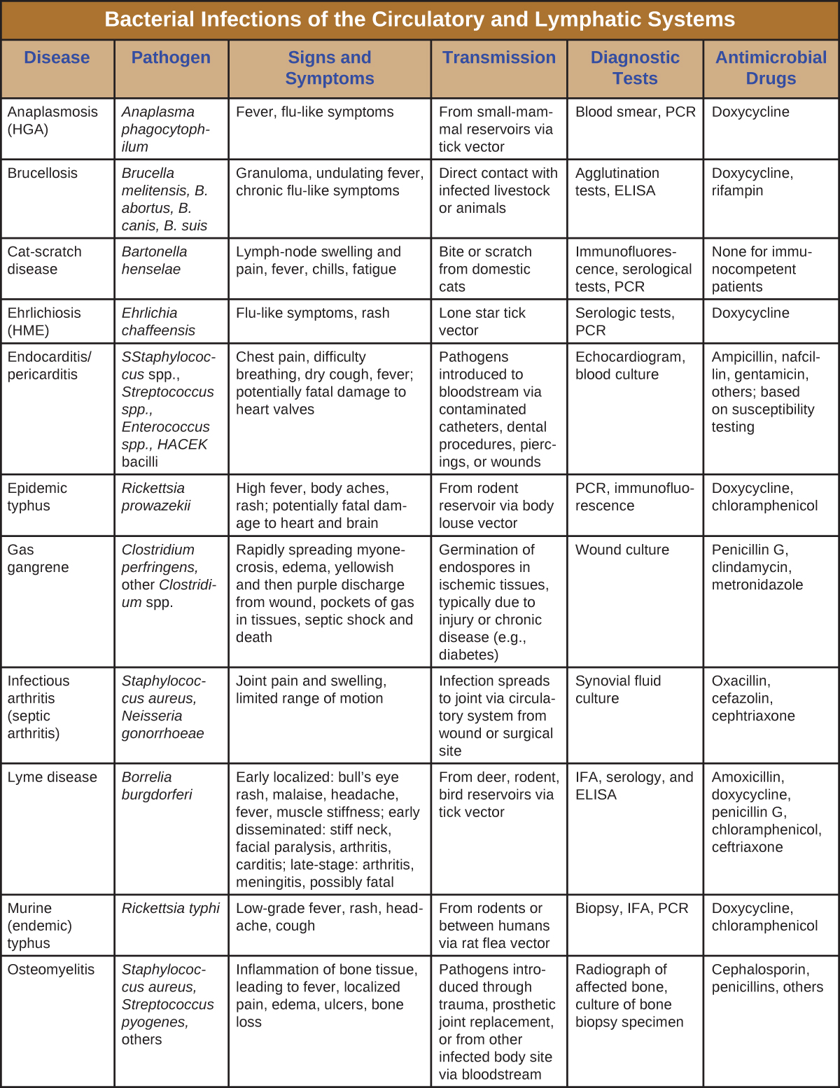 Table titled: Bacterial Infections of the Circulatory and Lymphatic Systems. Columns: Disease, Pathogen, Signs and Symptoms, Transmission, Diagnostic Tests, Antimicrobial Drugs. Anaplasmosis (HGA); Anaplasma phagocytophilum; Fever, flu-like symptoms; From small-mammal reservoirs via tick vector; Blood smear, PCR; Doxycycline. Brucellosis; Brucella melitensis, B. abortus, B. canis, B. suis; Granuloma, undulating fever, chronic flu-like symptoms; Direct contact with infected livestock or animals; Agglutination tests, ELISA; Doxycycline, rifampin. Cat-scratch disease; Bartonella henselae; Lymph-node swelling and pain, fever, chills, fatigue; Bite or scratch from domestic cats; Immunofluorescence, serological tests, PCR; None for immunocompetent patients. Ehrlichiosis (HME); Ehrlichia chaffeensis;Flu-like symptoms, rash; Lone star tick vector; Serologic tests, PCR; Doxycycline. Endocarditis/pericarditis; Staphylococcus spp., Streptococcus spp., Enterococcus spp., HACEK bacilli; Chest pain, difficulty breathing, dry cough, fever; potentially fatal damage to heart valves; Pathogens introduced to bloodstream via contaminated catheters, dental procedures, piercings, or wounds; Echocardiogram, blood culture; Ampicillin, nafcillin, gentamicin, others; based on susceptibility testing. Epidemic typhus; Rickettsia prowazekii; High fever, body aches, rash; potentially fatal damage to heart and brain; From rodent reservoir via body louse vector; PCR, immunofluorescence; Doxycycline, chloramphenicol. Gas gangrene; Clostridium perfringens, other Clostridium spp.; Rapidly spreading myonecrosis, edema, yellowish and then purple discharge from wound, pockets of gas in tissues, septic shock and death; Germination of endospores in ischemic tissues, typically due to injury or chronic disease (e.g., diabetes); Wound culture; Penicillin G, clindamycin, metronidazole. Infectious arthritis (septic arthritis); Staphylococcus aureus, Neisseria gonorrhoeae; Joint pain and swelling, limited range of motion; Infection spreads to joint via circulatory system from wound or surgical site; Synovial fluid culture; Oxacillin, cefazolin, cephtriaxone. Lyme disease; Borrelia burgdorferi; Early localized: bull’s eye rash, malaise, headache, fever, muscle stiffness; early disseminated: stiff neck, facial paralysis, arthritis, carditis; late-stage: arthritis, meningitis, possibly fatal; From deer, rodent, bird reservoirs via tick vector; IFA, serology, and ELISA; Amoxicillin, doxycycline, penicillin G, chloramphenicol, ceftriaxone. Murine (endemic) typhus; Rickettsia typhi; Low-grade fever, rash, headache, cough; From rodents or between humans via rat flea vector; Biopsy, IFA, PCR; Doxycycline, chloramphenicol. Osteomyelitis; Staphylococcus aureus, Streptococcus pyogenes, others; Inflammation of bone tissue, leading to fever, localized pain, edema, ulcers, bone loss; Pathogens introduced through trauma, prosthetic joint replacement, or from other infected body site via bloodstream; Radiograph of affected bone, culture of bone biopsy specimen; Cephalosporin, penicillins, others.