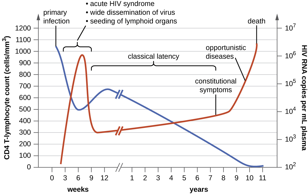A graph with time on the X axis and two Y axes – CD4+ T  lymphocyte count (cells/mm cubed) and HIV RNA copies per ml plasma. The primary infection is set at time 0 when there is a high CD4 count (over 1000) and a low RNA count (near 0). During the first weeks -  macrophage infection, increase in virus production and HIV-1 reservoirs. At about 6 weeks – acute HIV syndrome, wide dissemination of virus, seeding of lymphoid organs. During this time the RNA count increases to about 10 to the 6 and the CD4 count decreases to about 500. From 9 weeks to about 12 weeks the CD4 count increases and the RNA count decreases. From 9 weeks to about 7 years is classic latency –  T-cell depletion/immune dysfunction and neurocognitive impairment.  During this time CD4 count steadily decreases to near 0 and RNA count steadily increases to over 10 to the 6.  Constitutional symptoms occur at about 8 years. After this, opportunistic diseases occur; HIV-D and HIVAN. Then death.