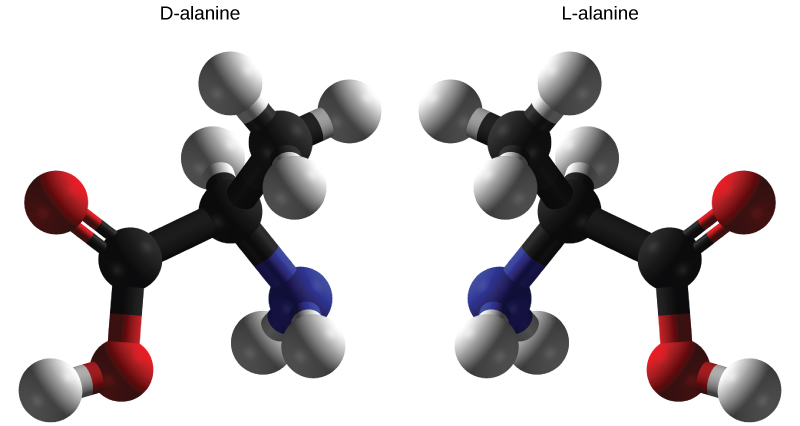 يتم عرض النماذج الجزيئية لـ D و L-alanine. الجزيئان، اللذان يحتويان على نفس العدد من ذرات الكربون والهيدروجين والنيتروجين، هما صور معكوسة لبعضهما البعض.