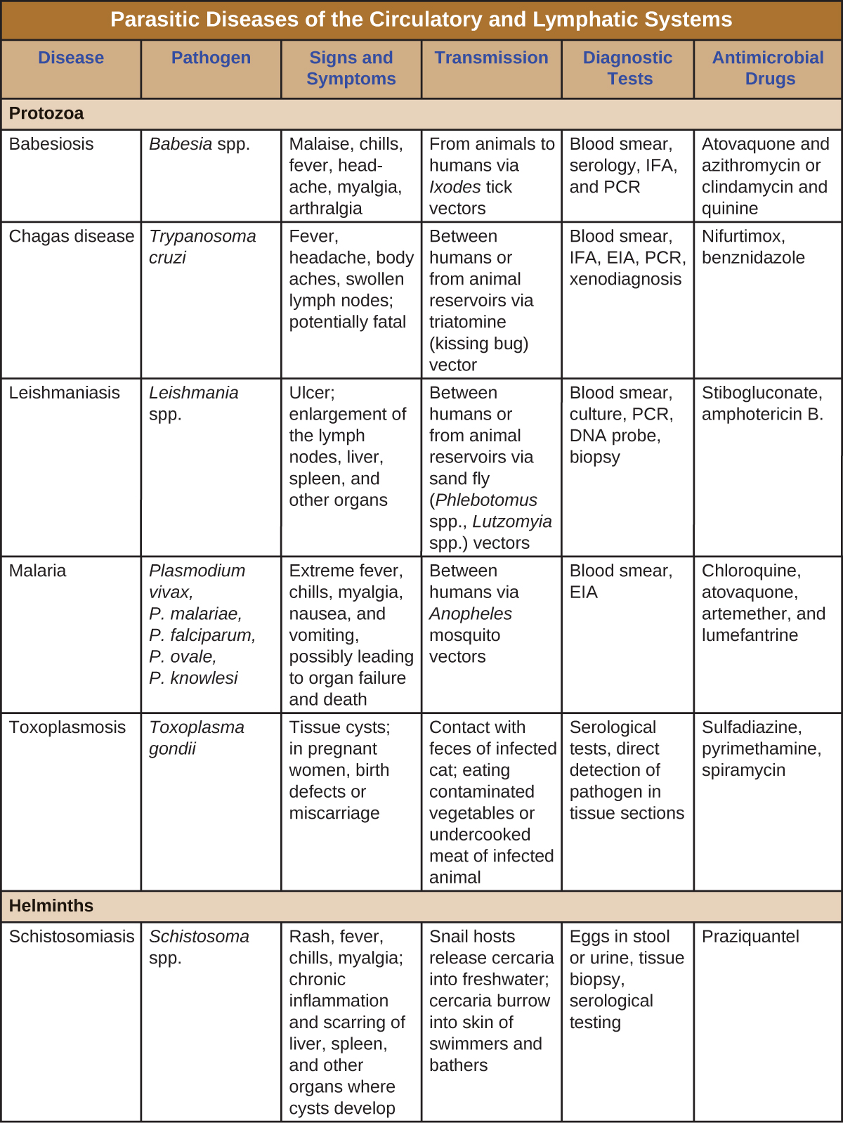 Table titled: Parasitic Diseases of the Circulatory and Lymphatic Systems. Columns: Disease, Pathogen, Signs and Symptoms, Transmission, Diagnostic Tests, Antimicrobial Drugs, Protozoa. Babesiosis; Babesia spp.; Malaise, chills, fever, headache, myalgia, arthralgia; From animals to humans via Ixodes tick vectors; Blood smear, serology, IFA, and PCR; Atovaquone and azithromycin or clindamycin and quinine. Chagas disease ; Trypanosoma cruzi; Fever, headache, body aches, swollen lymph nodes; potentially fatal; Between humans or from animal reservoirs via triatomine (kissing bug) vector; Blood smear, IFA, EIA, PCR, xenodiagnoses; Nifurtimox, benznidazole. Leishmaniasis Leishmania spp.; Ulcer; enlargement of the lymph nodes, liver, spleen, and other organs; Between humans or from animal reservoirs via sand fly (Phlebotomus spp., Lutzomyia spp.) vectors; Blood smear, culture, PCR, DNA probe, biopsy; Stibogluconate, amphotericin B, miltefosine. Malaria; Plasmodium vivax, P. malariae, P. falciparum, P. ovale, P. knowlesi; Extreme fever, chills, myalgia, nausea, and vomiting, possibly leading to organ failure and death; Between humans via Anopheles mosquito vectors; Blood smear, EIA; Chloroquine, atovaquone, artemether, and lumefantrine. Toxoplasmosis Toxoplasma gondii; Tissue cysts; in pregnant women, birth defects or miscarriage; Contact with feces of infected cat; eating contaminated vegetables or undercooked meat of infected animal; Serological tests, direct detection of pathogen in tissue sections; Sulfadiazine, pyrimethamine, spiramycin; Helminths. Schistosomiasis; Schistosoma spp.; Rash, fever, chills, myalgia; chronic inflammation and scarring of liver, spleen, and other organs where cysts develop; Snail hosts release cercaria into freshwater; cercaria burrow into skin of swimmers and bathers; Eggs in stool or urine, tissue biopsy, serological testing; Praziquantel..
